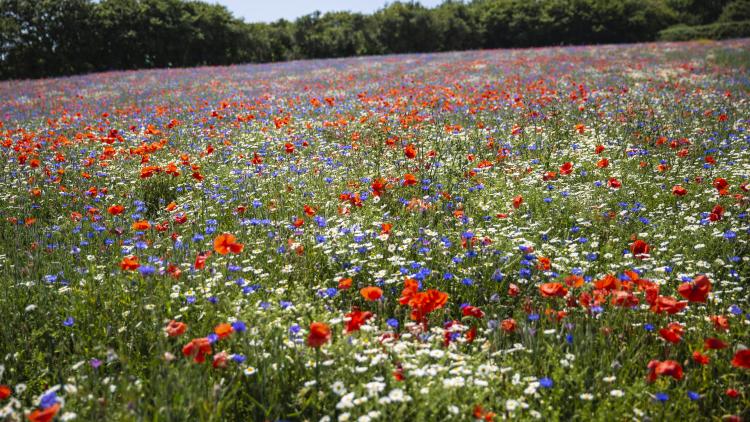 Wildflower field