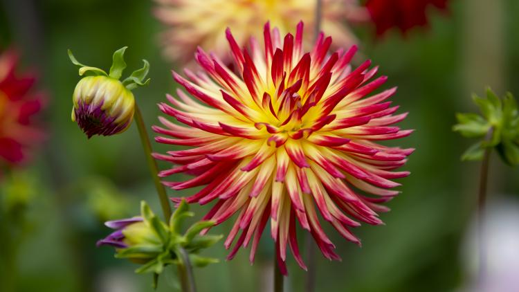 Dahlia flower