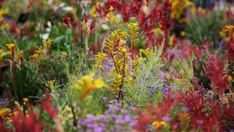 Kangaroo paw flowers in Western Australia Garden at Eden Project