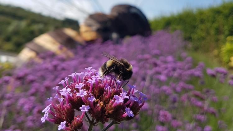 Bee Kind | 2018 Eden Photo Comp winner