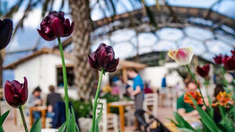 Tulips in the Med Biome.